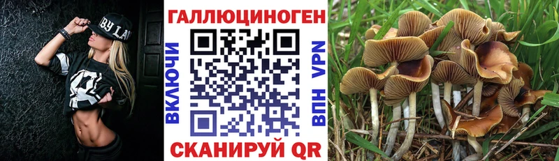 KRAKEN онион купить наркотик мориарти клад Галлюциногенные грибы Psilocybine cubensis Афипский